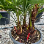 Palma konopná (Trachycarpus fortunei) - výška kmeňa 10-20 cm, celková výška 60-90 cm - 3-4 palmy v jednom kvetináči, kont. C20L (-17°C) 